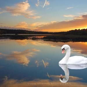 Meet your Posher, Cynthia